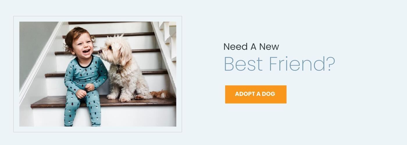 adopt a dog