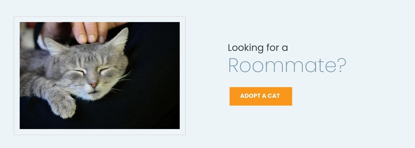 adopt a cat
